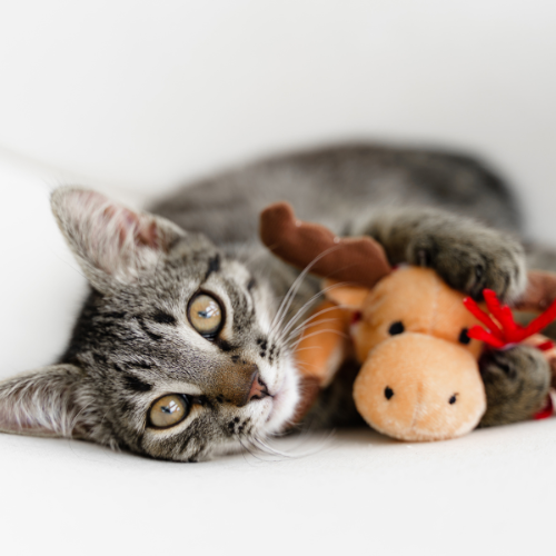 Katten